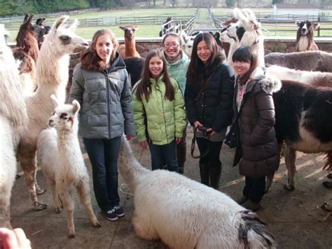 News Pennsylvania Llama And Alpaca Association Llama Llama Alpaca