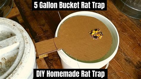Gallon Bucket Rat Trap Diy Homemade Rat Trap Youtube