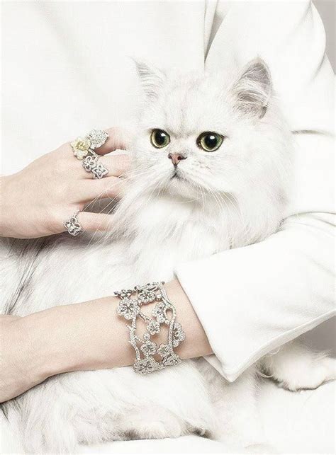 White And Diamonds And Cat Lovely Diamond Cat Diamond White White