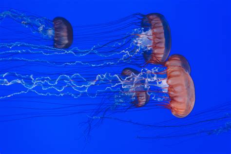 Free Images Water Ocean Wing Underwater Jellyfish Blue