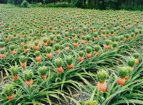This Is How Pineapples Grow Growing Pineapple Pineapple Farm
