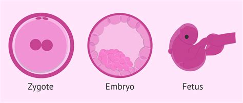 Cygote Embryo And Fetus What Are The Differences