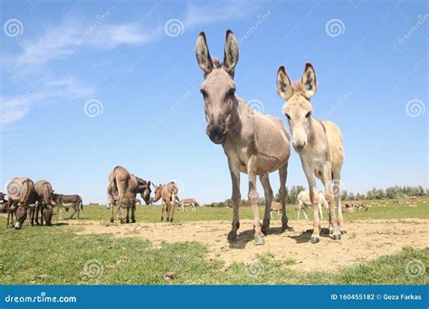Herd Of Wild Donkeys Graze On Pasture Stock Photo Image Of Gray