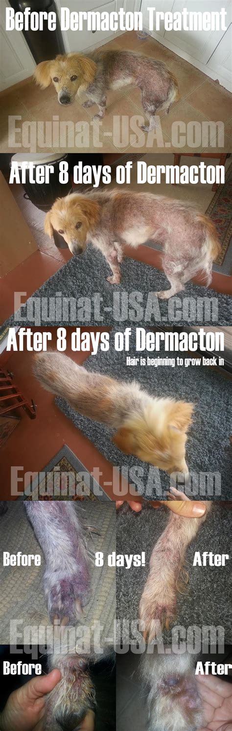 Dermacton Reviews Equinat Dog Skin Remedies Dog Skin