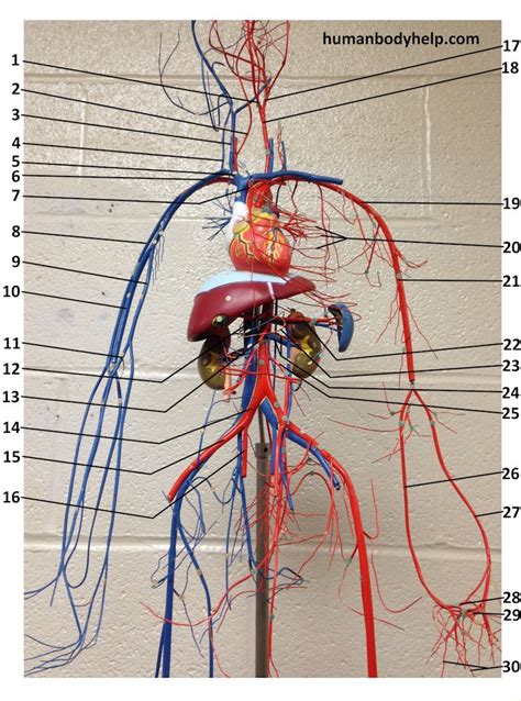 Wire Blood Vessel Model Upper Human Body Help