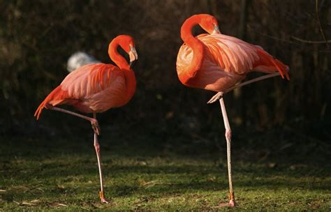 Scientists Solve Mystery Of Why Flamingos Stand On One Leg The London