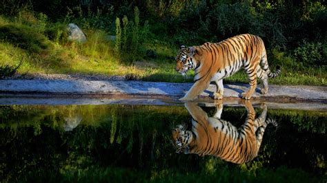 Tiger Walking On The Pond Way