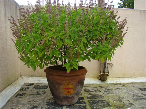 Tulsi Or Tulasi Ocimum Tenuiflorum Or Holy Basil Is A Sacred Plant In