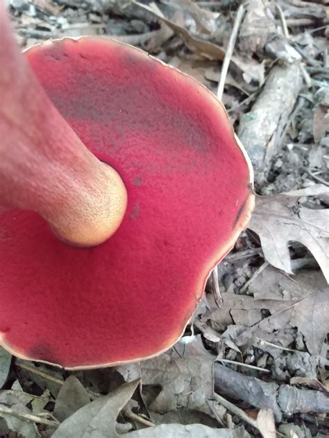 Boletus Subvelutipes Identifying Mushrooms Wild Mushroom Hunting