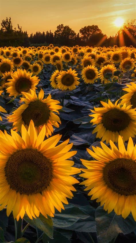 4 Most Beautiful Sunflowers Sunflower Iphone Hd Phone Wallpaper Pxfuel