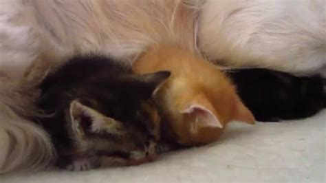Three Tiny Foster Kittens Sleeping With Dog Father On His Bed And Trying
