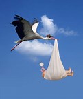 Image result for pic of stork