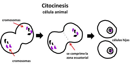 Biología General Citocinesis En CÉlulas Animales Y Vegetales