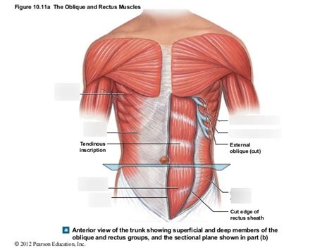 Anterior View Of The Abdominal Muscles Diagram Quizlet