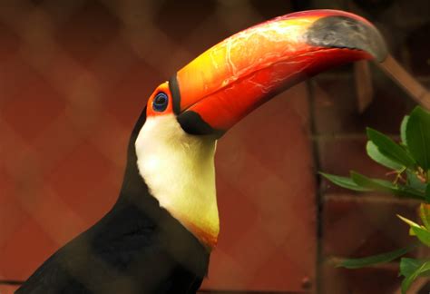 Toco Toucan Ramphastous Toco At Zsl London Zoo Musings From The
