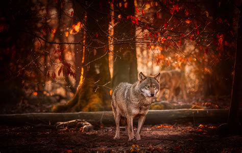 Find the best free stock images about 4k wallpaper wolf. 4K Wolf Wallpapers 2019 - AllHDWallpapers