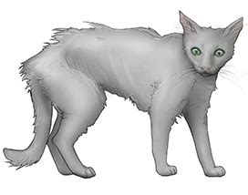The cat shown above was 'hobo,' the official office cat at adventure books of seattle. Animal Pets With Thyroid Disease 101: - Thyroid Center of ...