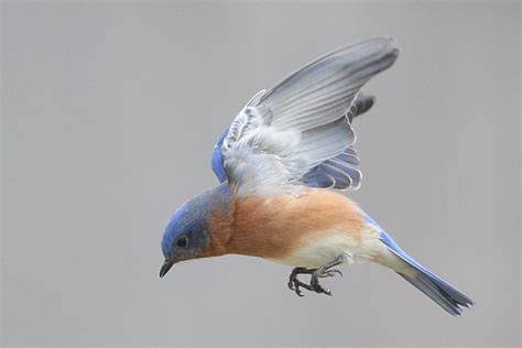 55 Best Somewhere Over The Rainbow Bluebirds Fly Images On Pinterest