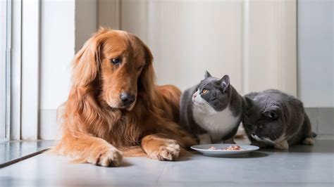 Can Dogs Eat Cat Food Heres What To Do Trusted Since 1922