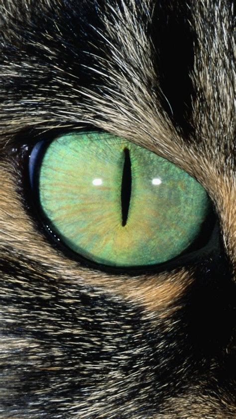 Pin By Nilton S Kunihoshi On Eyes Eye Close Up Cat Art Eye Art
