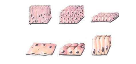 Resumen Del Tejido Epitelial Características Clasificación Función