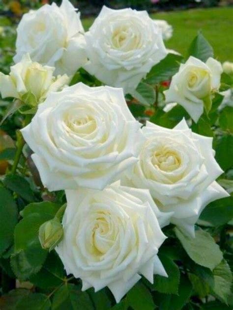 Beautiful Rose Flowers Love Rose My Flower Colorful Flowers White