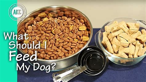 Maybe you would like to learn more about one of these? What Should I Feed My Dog? - YouTube