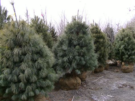 Fast Growing White Pine Trees Buy Trees Online Call 215