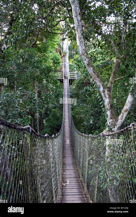 Suspension Bridge Rainforest Canopy Walk Inkaterra Reserva Amazonica