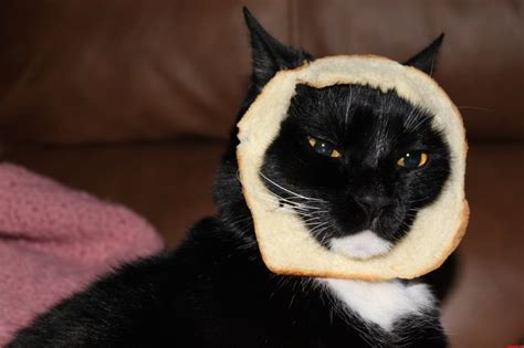 Cat Breading Cute Cats Kittens Cutest Cute Cats Kittens