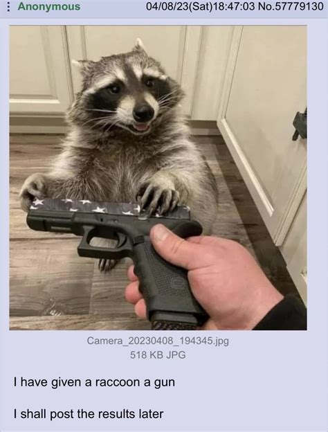 The Best Raccoon Memes Memedroid