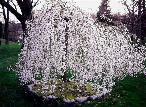 Learn all about the top trees with a cascading habit. white weeping cherry trees. Two new additions to my ...