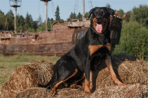 21 Best Guard Dog Breeds For Protection Guard Dog Breeds