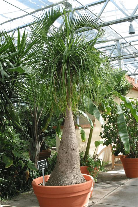 Ponytail Palm Guide How To Care For A Beaucarnea Recurvata Plant