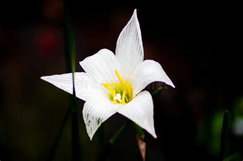 Genus Lilium Stock Image Image Of White Flower Editorial 273183903