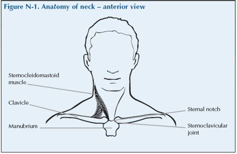 A lousy neck or forehead position causes your body to deposit fat in specific places around the middle of the riff this fat creates a buffalo hump in the back of the neck. N-1 Anatomy of neck anterior | Global Alliance for Musculoskeletal Health
