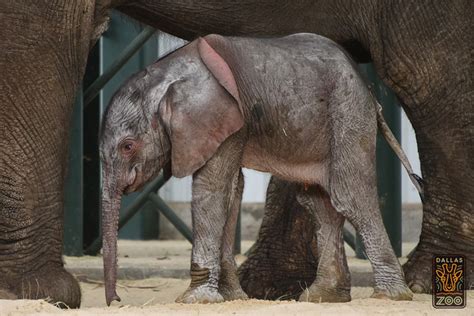 Swazi Elephant Conceived In Wild Born In Captivity In Usa Africa