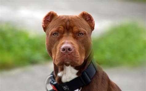 Is Pit Bull A Recognized Breed