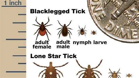 New Aggressive Tick Spotted In Wisconsin