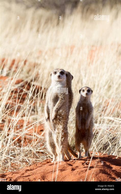 Three Meerkats On Guard In The Green Kalahari South Africa Stock Photo
