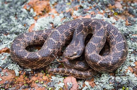 Texas Nightsnake Southwest Oklahoma Snakes On The Plains