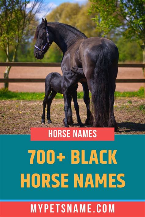 Black Horse Names Horse Names Horses Black Horse