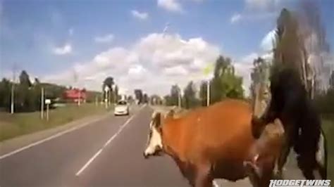 Mating Cows Hit By Car Hodgetwins Youtube