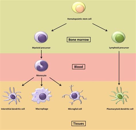 Molecular Mechanisms Of Hiv 1 Persistence In The Monocyte Macrophage