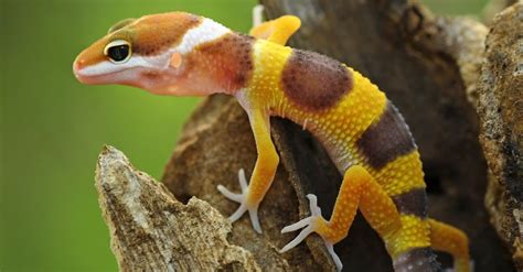 Discover The Worlds Largest Gecko Imp World