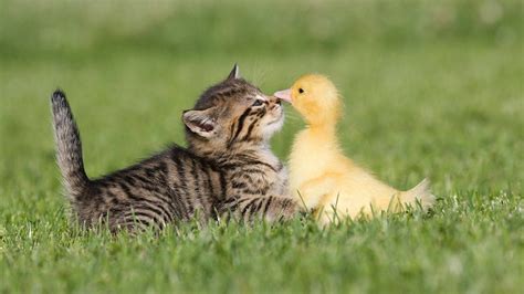 Download Friendship Of Kitten And Duckling Wallpaper