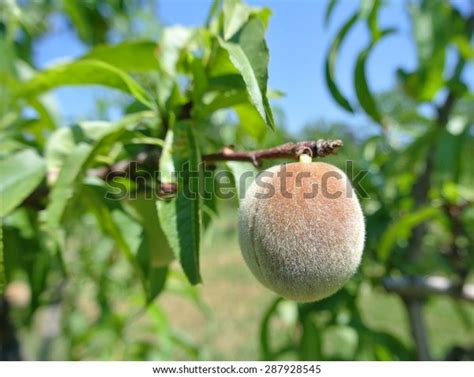 Small Unripe Green Peach On Tree Stock Photo Edit Now 287928545