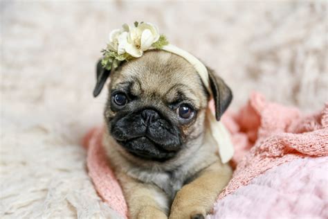 Amazing Fact About Pug Puppies Pug Puppies Premium Pet House