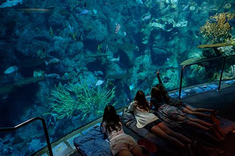 A School Trip To The Aquarium Answers Aquarium Views