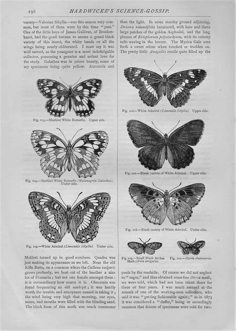 Vintage Butterflies Moths Insects Printables 300dpi Botanical Junk